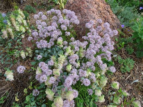 In order to get sufficient and proper nutrition rabbits must eat large quantities of food. Prairiebreak: Vignettes of the late summer garden