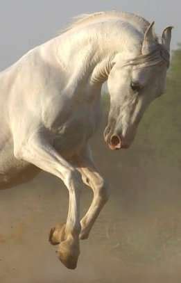 marwar horse buyers  sale adoption  coimbatore tamil nadu  adpostcom classifieds