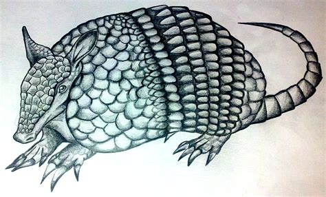 An Armadillo By Infinityfangx On Deviantart