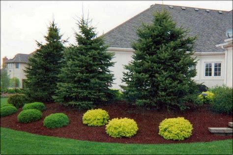 This variety has a dark green, small narrow leaf that has a fine textured appearance. Best Small Fir Trees For Landscaping | Home and Garden Designs