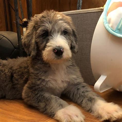 This means they are smart, eager to learn, and eager to please. Great Danoodle (Great Dane x Poodle mix) | Great danoodle, Poodle mix breeds, Poodle mix breeds ...