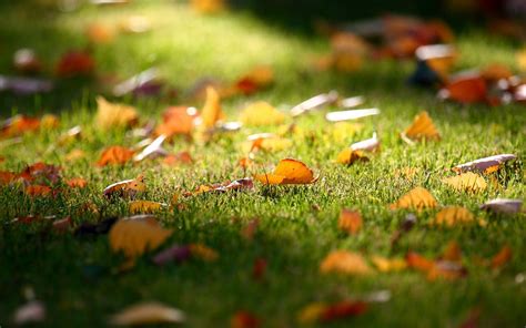 autumn leaves garden - HD Desktop Wallpapers | 4k HD