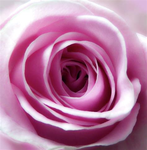 Soft Pink Rose 4 Photograph By Johanna Hurmerinta