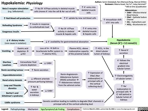 Hypokalemia Physiology Calgary Guide