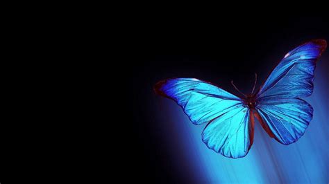 Mariposas Neon Fondos De Mariposas En Butterfly Wallpaper My Xxx Hot Girl
