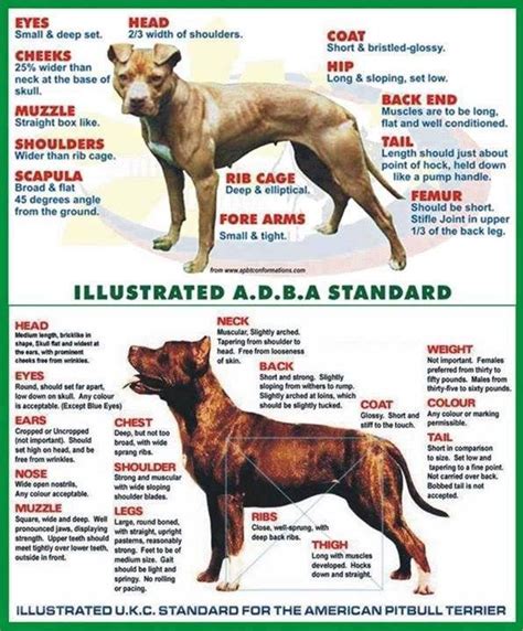 History Of The American Pit Bull Terrier And The Evolution Of The