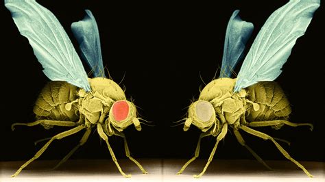 How Research On Sleepless Fruit Flies Could Help Human Insomniacs