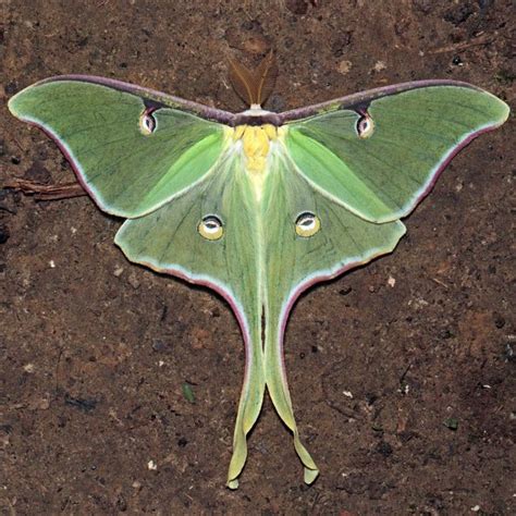 Luna Moth 11 Wildly Colored Moths To Brighten Your Day Cool Green