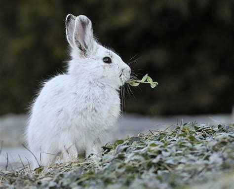 Snowshoe Hare Snowshoe Hare Rabbit Breeds Animals