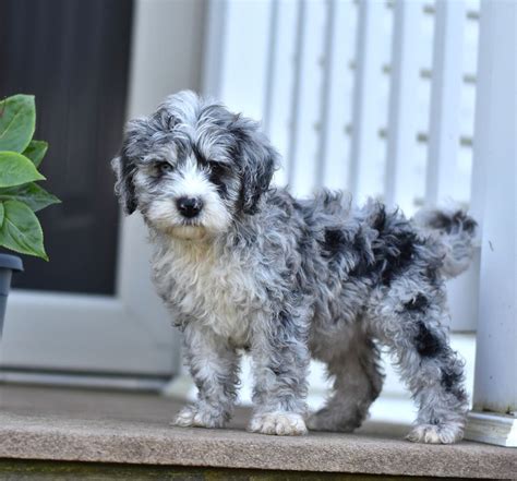 Browse thru our id verified puppy for sale listings to find your perfect puppy in your area. Miniature Poodle Puppies For Sale In Nashville Tn