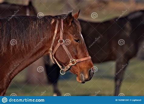Kentucky Race Horse Farm Country Pastures Meadows