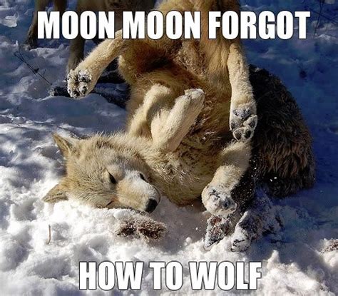 Moon Moon At His Finest Funny Wolf Funny Animals Funny Animal Pictures