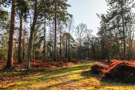 A Circular Walk From Brockenhurst To Lyndhurst In The New Forest She