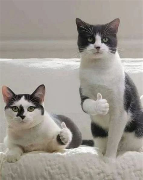 Two Thumbs Up แมวน้อย ลูกแมว รูปสัตว์ขำๆ