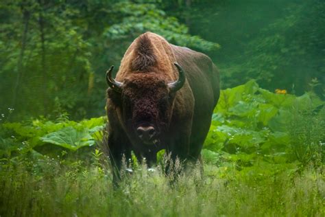 Bison Rewilding In The Southern Carpathians Moves Into Next Phase