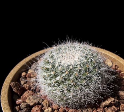 Water well when soil is nearly dry—do not allow to sit in water. Mammillaria hahniana - Cactus Jungle