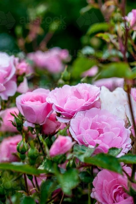 Image Of Soft Pink Roses On A Rosebush In The Garden Austockphoto