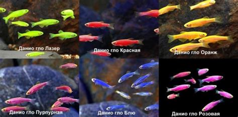 Данио Глофиш цветные Danio Glofish 15 фото содержание в аквариуме