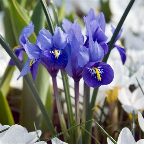 Buy Iris Bulbs Iris Harmony Reticulata £499 Delivery By Crocus