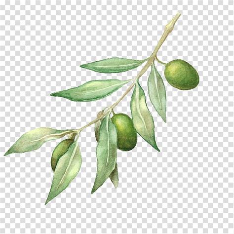 Green Leafed Plant With Green Fruit Illustration Olive Oil Olive
