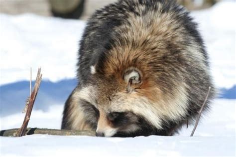 Raccoon Dogs As Pets Guidelines And General Tips Raccoon Dog Pets