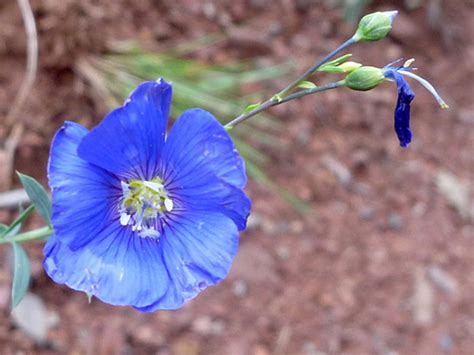 Western Usa Wildflowers Blue Flax Linum Lewisii