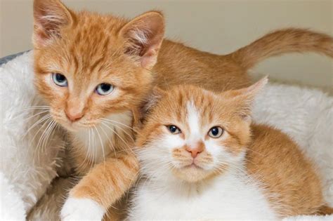 Orange Tabby Kittens For Adoption
