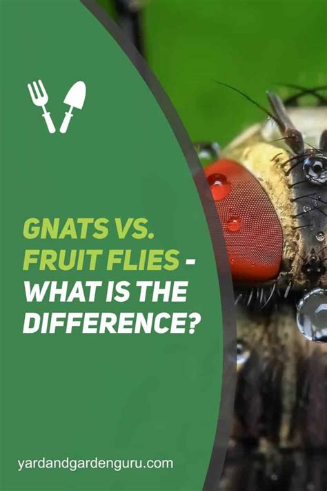 Gnats Vs Fruit Flies What Is The Difference