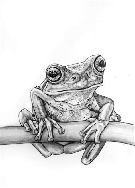 Tree Frog Pencil Drawing 82 Bocetos De Animales Dibujo De Animales