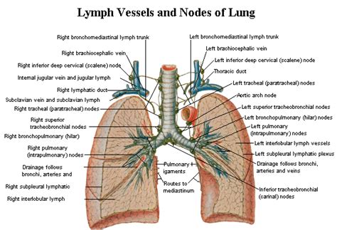 Anatomy of the chest area. Normal Lung Anatomy