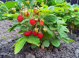 Résultat d’images pour fraisiers