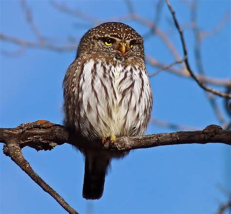 Birds Of The World Northern Pygmy Owl