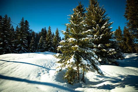 Wallpaper Nature Photography Outdoors Landscape Forest Snow
