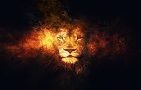 Lion On Fire Wallpapers Wallpaper Cave
