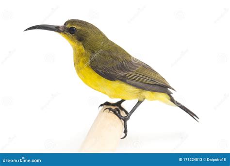 Olive Backed Sunbird Cinnyris Jugularis Also Known As The Yellow
