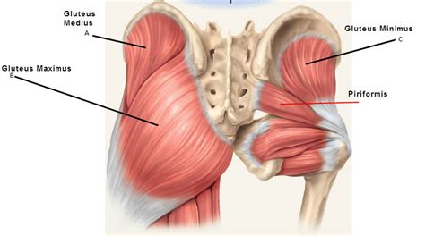 Gluteus Maximus Origin Insertion Action And Nerve Supply How To Relief