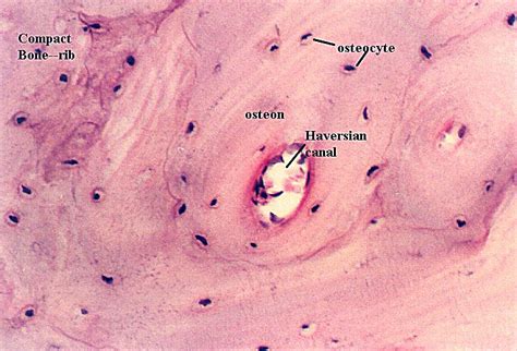 Compact Bone Histology Microanatomy Web Atlas Gwen V Childs Phd