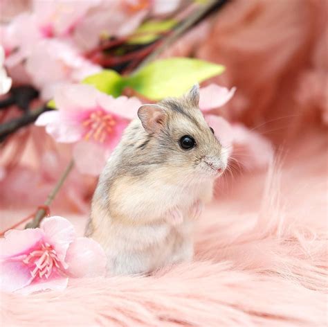 A hamster lifespan ranges from 1.5 to 3 years depending on the species of hamster. Syrian Hamster Longest Lifespan