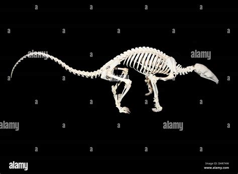 Skeleton Of A Giant Anteater Myrmecophaga Tridactyla Stock Photo