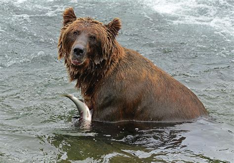 Brown Bear At Brooks Falls Photograph By Jeffrey Hamilton Fine Art