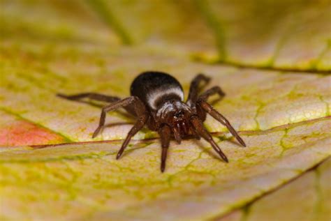 Mouse Spider Missulena Glenlivet Wildlife