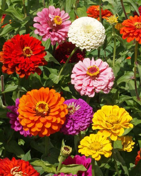 California Giant Zinnia Mix Seeds Home And Hobby Craft Supplies And Tools