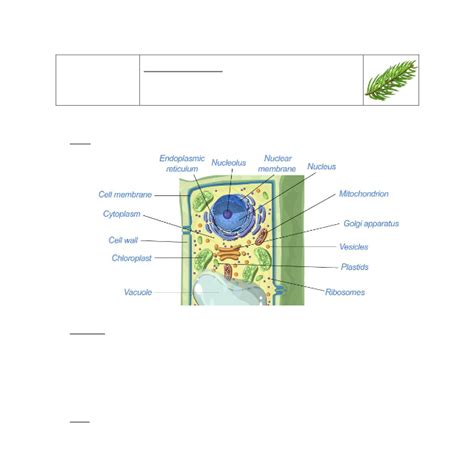 On the animal cell tab, click sample to . Student Exploration: Cell Structure Asnwer Key ...
