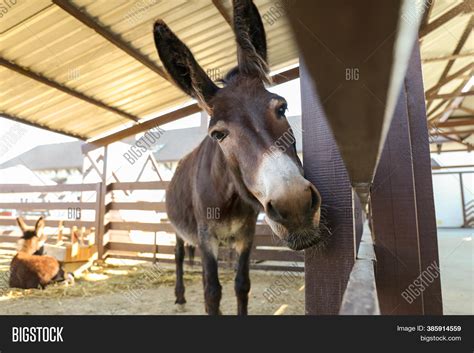 Cute Funny Donkey On Image And Photo Free Trial Bigstock