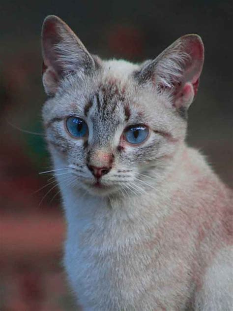 — wayne chen (@wcchen) december 6, 2019. Top 10 Most Popular Cat Names In 2019, Only Love And ...