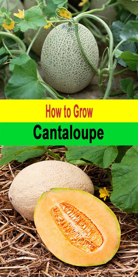How To Grow Cantaloupe