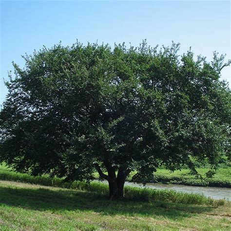 Prairie Expedition Elm Trees For Sale