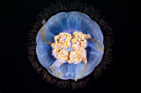 Magical Jellyfish Photographed By Marine Biologist Alexander Semenov