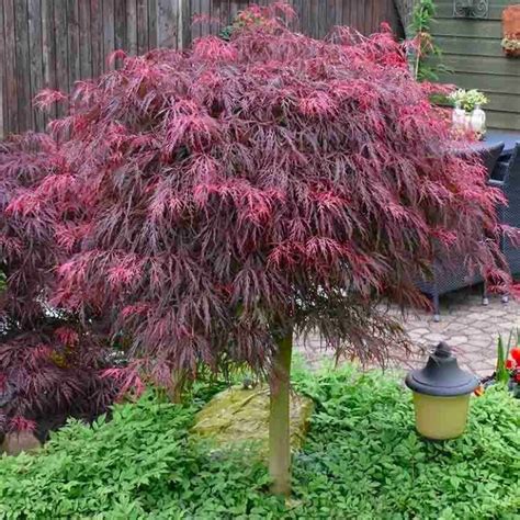 Large 100cm Filigree Weeping Purple Acer Japanese Maple Tree