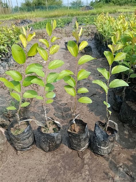 Full Sun Exposure Green Miss India Apple Ber Plants For Garden At Rs 09piece In Basirhat